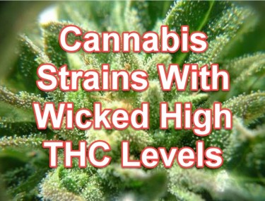 STRAINS WITH HIGHEST THC LEVEL