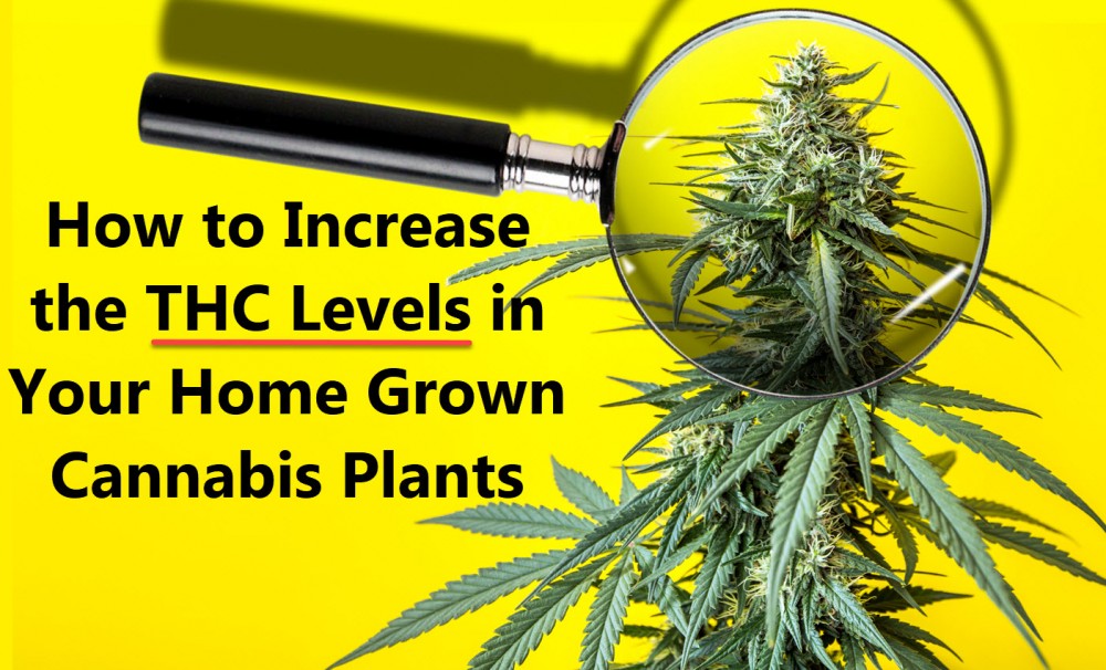 raising thc levels in cannabis plants