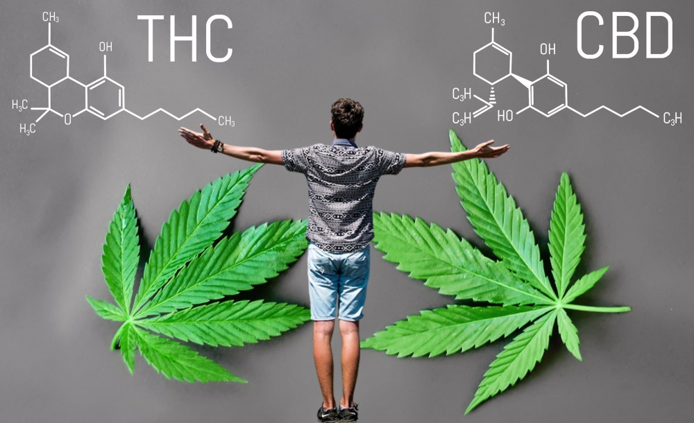 thc or cbd for your body