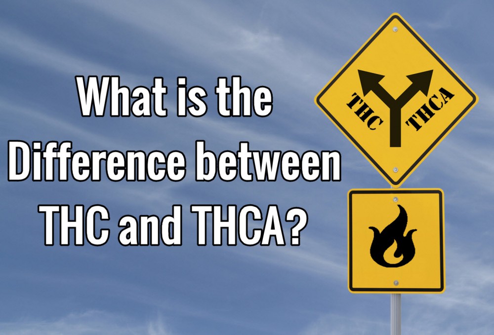 WHAT IS THE DIFFERENCE BETWEEN THCA AND THC