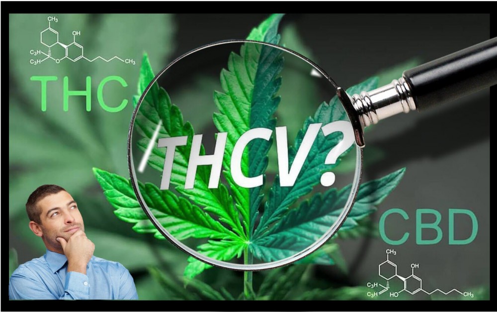 DOES THCV MAKE YOU LOSE WEIGHT EXPLAINED