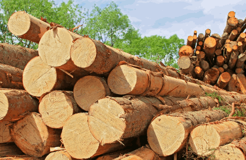 TIMBER CUT