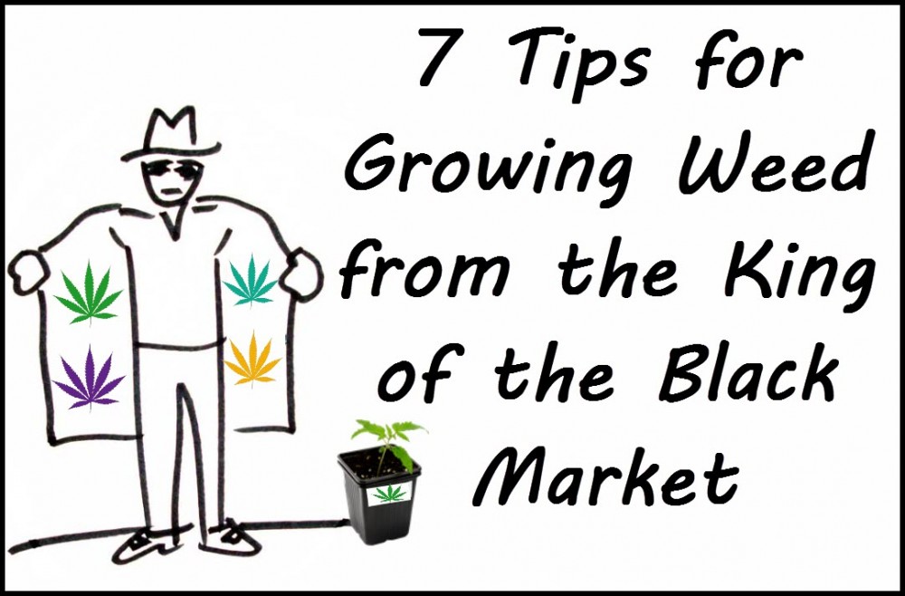 weed growing tips on the black market