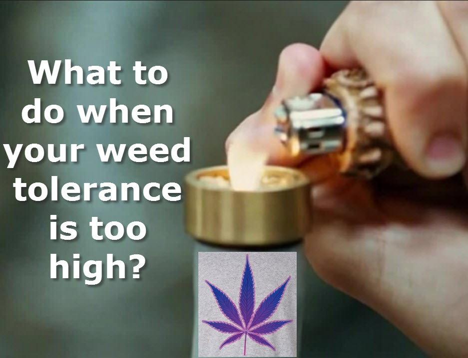 CANNABIS TOLERANCE TOO HIGH