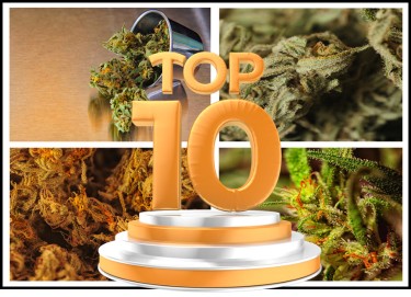 top 10 cultivars to grow cannabis
