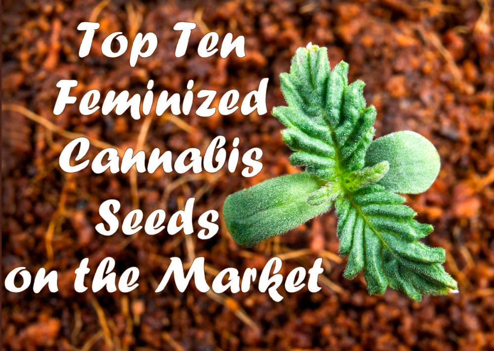 The best feminised cannabis seeds