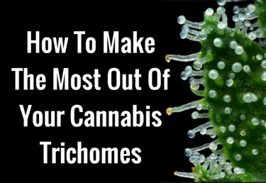 HOW TO GET THE MOST OUT OF YOUR TRICHOMES