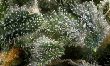 juicy trichomes