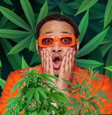 tripolid cannabis plants