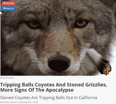 COYOTES TRIPPING BALLS ON MUSHROOMS