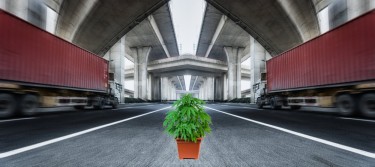 truck drivers have less accidents post legalization