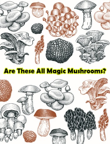 types of magic mushrooms