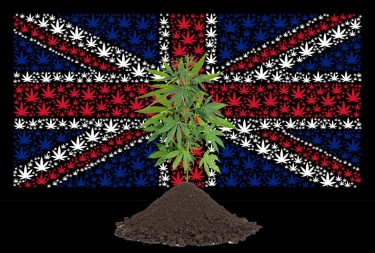 LICENSE TO GROW CANNABIS IN THE UK