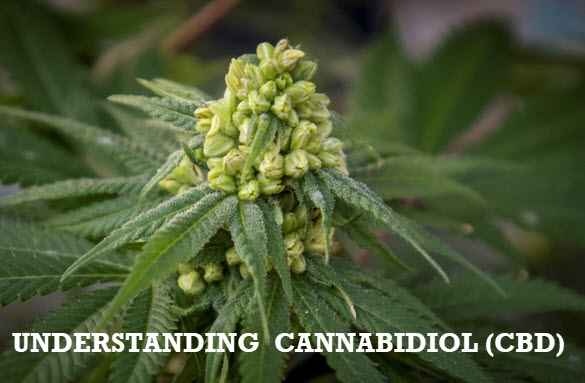 understanding cannabidiol