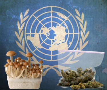 UN mushrooms and weed