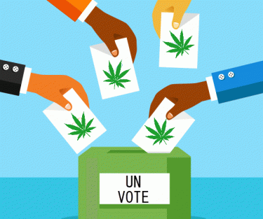 UN removes marijuana from controlled substances