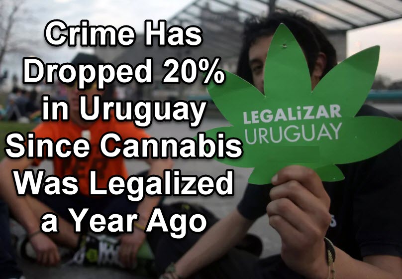 CRIME DROP IN URUGUAY AFTER CANNABIS