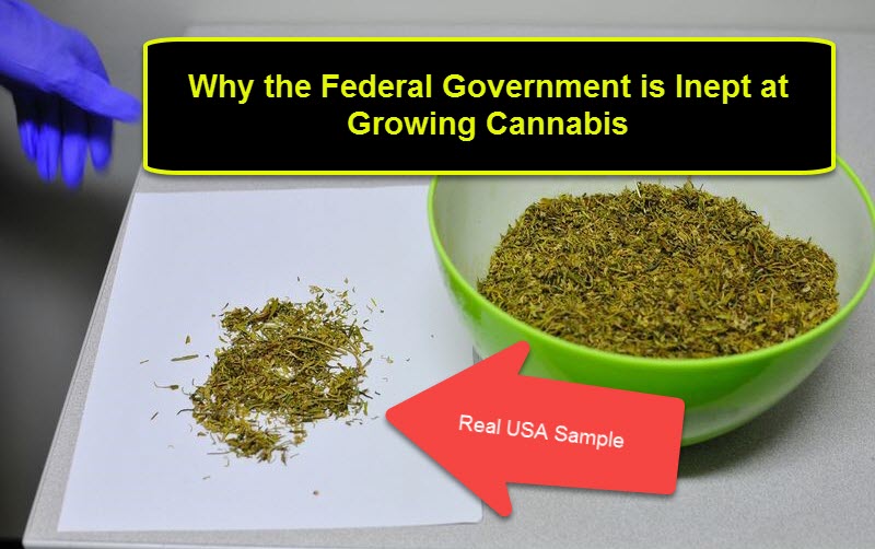 US FEDERAL GOVERNMENT GROWING MEDICAL MARIJUANA 