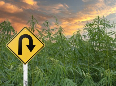 Thai cannabis legalization