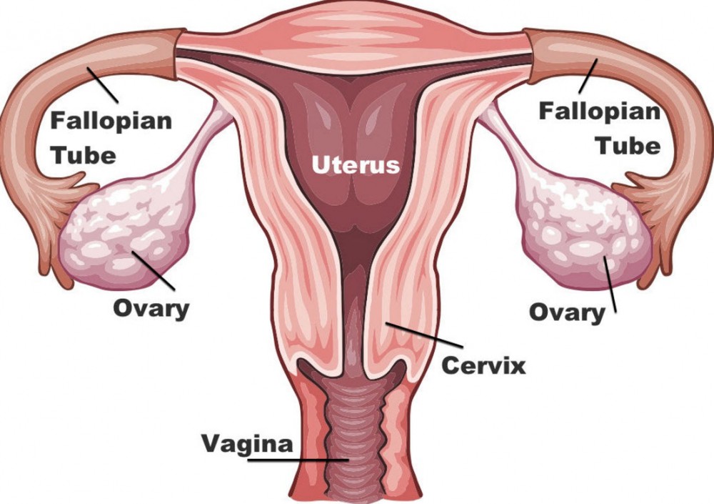 uterus cannabinoids