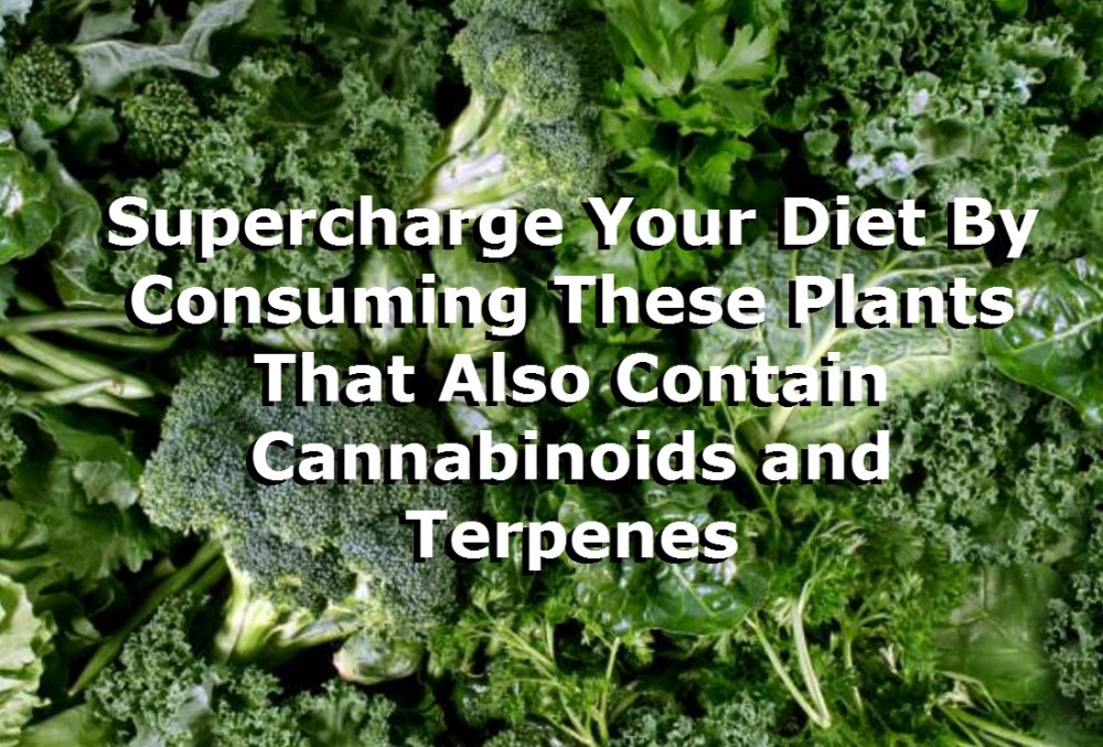 VEGGIES HIGH IN CANNABINOIDS