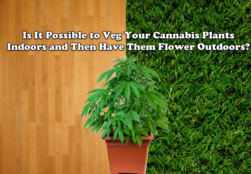 veg indoor marijuana plants grow outdoors