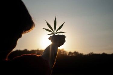 vertical cannabis growing ideas