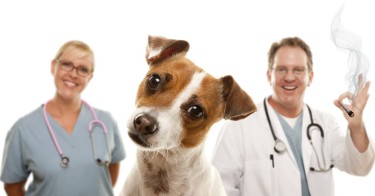 vet portal for medical cannabis for cats and dogs