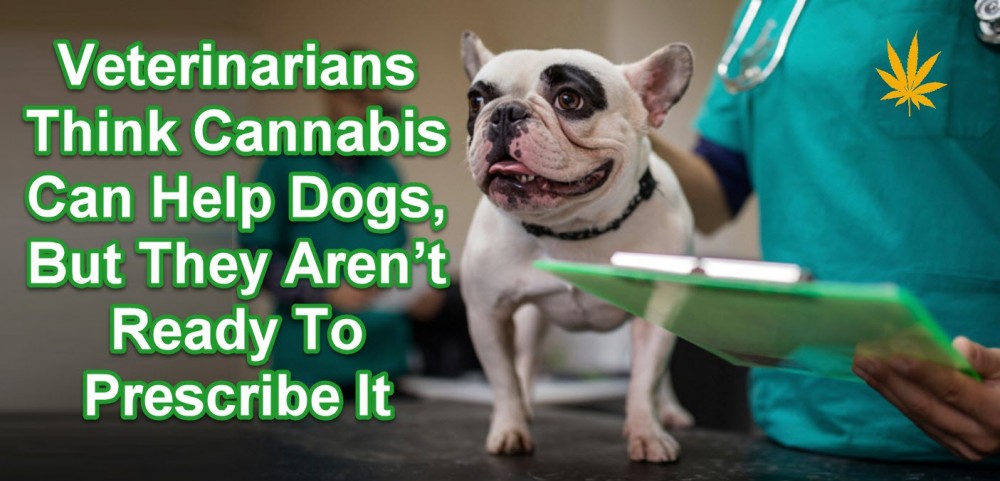 VETERINARIANS ON CANNABIS AND CBD