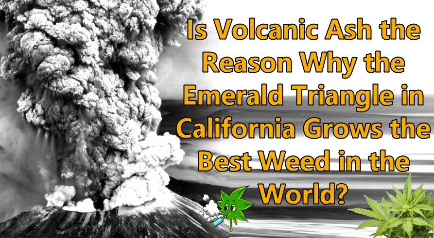 VOLCANIC ASH FOR WEED