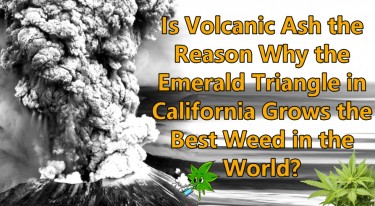 Volcanic ash to grow weeds