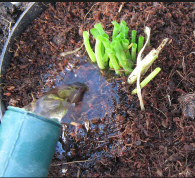 WATER USE MARIJUANA GROW