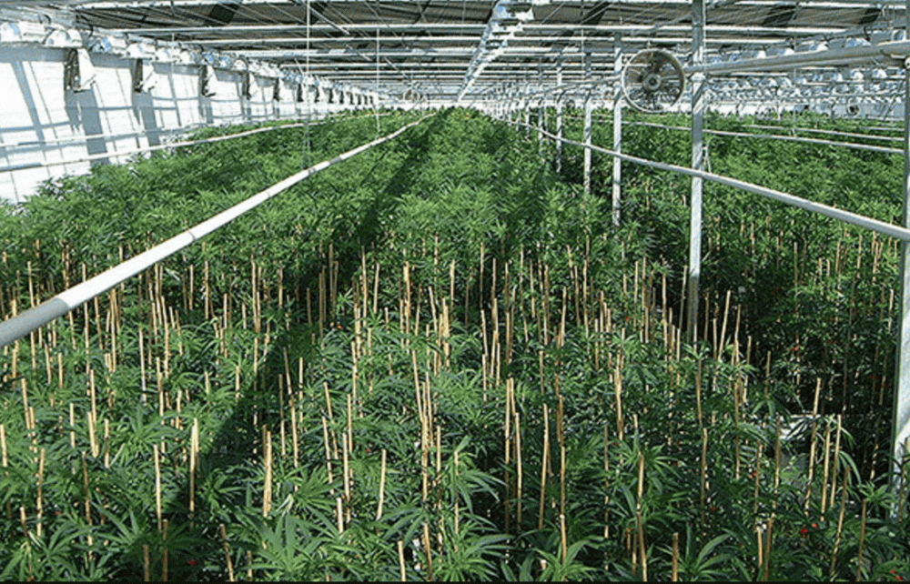 CANNABIS SUPPLY FARM