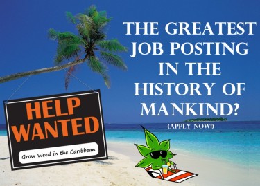 CANNABIS JOBS IN THE CARIBBEAN