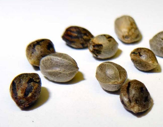 SEEDS