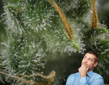 what are weed trichomes
