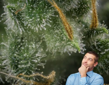 how do you grow more trichomes