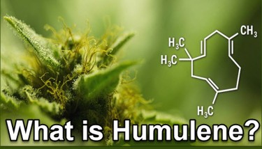 WHAT IS HUMULENE TERPENE