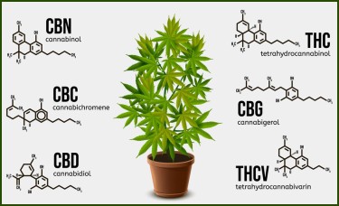 CBG for pain and cancer