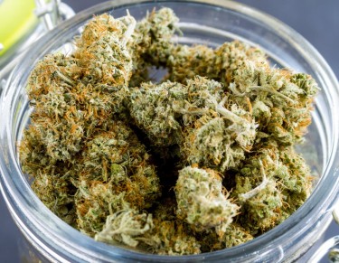 WHAT IS KUSH WEED