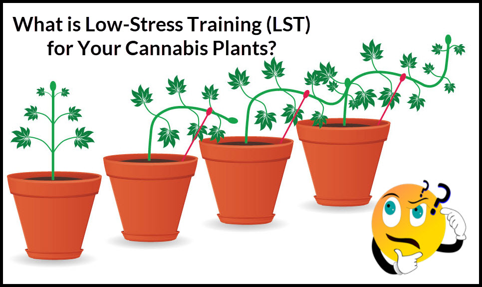 LST OR LOW STRESS PLANT CANNABIS PLANTS