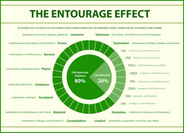 what is the entourage effect