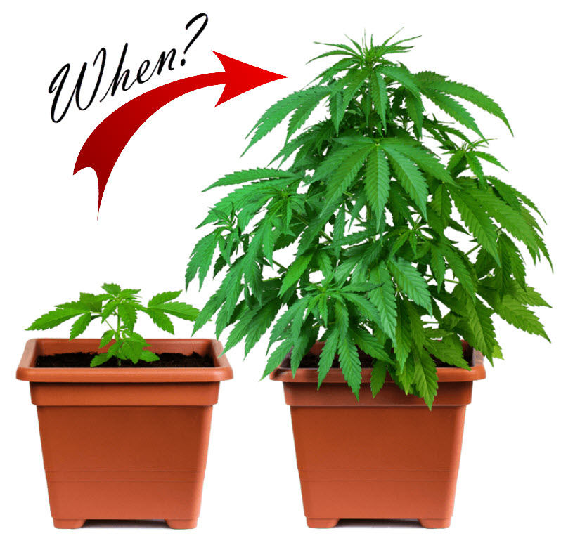 when to transport your cannabis plants