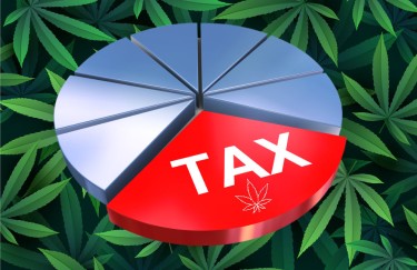 where does the marijuana sales tax go