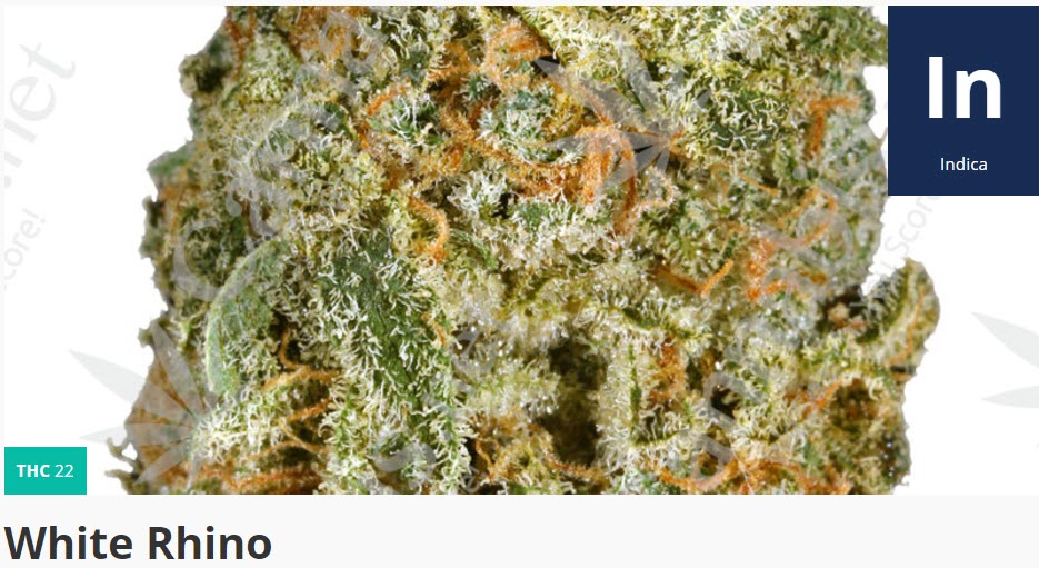 white rhino strain