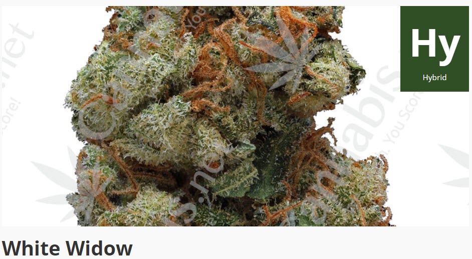 white widow cannabis