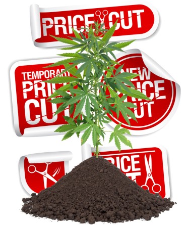 wholesale cannabis price drop