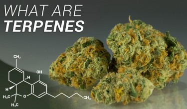 are terpenes the next big thing