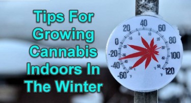 GROWING MARIJUANA IN THE WINTER MONTHS