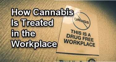 CANNABIS AT WORK WHAT IT IS LIKE